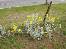 Margaritas de dunas (<i>Senecio crassiflorus</i>), Mar de Ajó.<br>Foto: Gastón