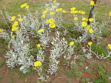 Margaritas de dunas (<i>Senecio crassiflorus</i>), Mar de Ajó.<br>Foto: Gastón