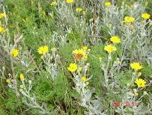 Margaritas de dunas (<i>Senecio crassiflorus</i>), Mar de Ajó.<br>Foto: Gastón