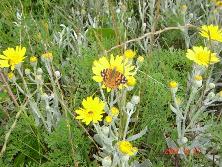 Margaritas de dunas (<i>Senecio crassiflorus</i>), Mar de Ajó.<br>Foto: Gastón