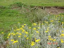 Margaritas de dunas (<i>Senecio crassiflorus</i>) y, al fondo, brusquilla en flor (<i>Discaria americana</i>), Mar de Ajó.<br>Foto: Gastón