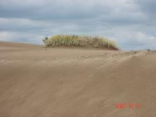 Margarita de dunas (<i>Senecio crassiflorus</i>), Mar de Ajó.<br>Foto: Gastón