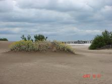 Margaritas de dunas (<i>Senecio crassiflorus</i>), Mar de Ajó.<br>Foto: Gastón