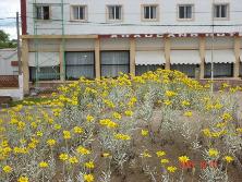 Margaritas de dunas (<i>Senecio crassiflorus</i>), Mar de Ajó.<br>Foto: Gastón