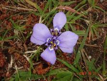 Tres punas (<i>Trifurcia lahue = Herbertia lahue</i>)<br>Foto: Gastón