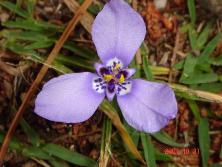 Tres punas (<i>Trifurcia lahue = Herbertia lahue</i><br>Foto: Gastón