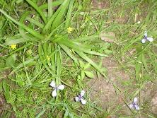 Césped con tres puntas (<i>Trifurcia lahue = Herbertia lahue</i>) y pasto estrella (<i>Hypoxis decumbens</i> en Martín García.<br>Foto: Gastón.