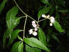 <i>Vernonia scorpioides</i> en Martín García<br>Foto: Gastón.