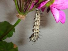 Oruga de mariposa espejitos (<i>Agraulis vanillae</i>).<br>Foto: Gastón Rodríguez Tourón