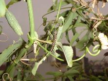 Oruga de mariposa espejitos (<i>Agraulis vanillae</i>).<br>Foto: Gastón Rodríguez Tourón